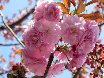 日本樱花粉红色樱花