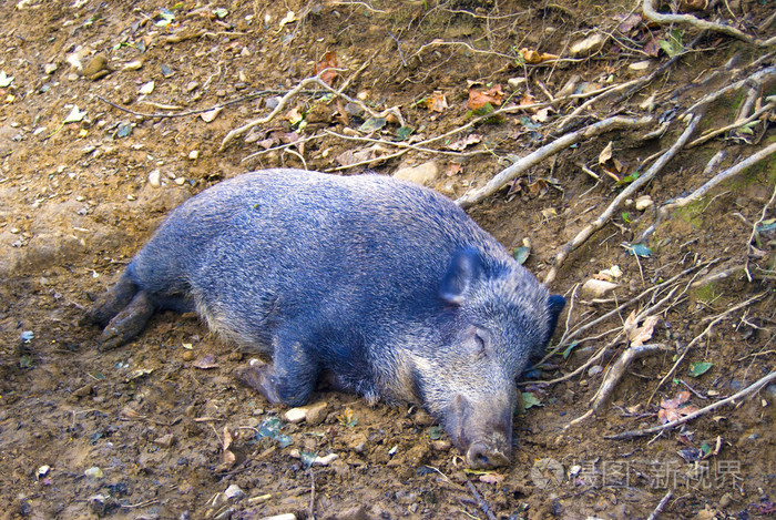 未阉的公猪公猪肉野猪