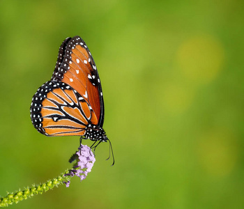 皇后蝶 Danaus gilippus 在花园花上喂养