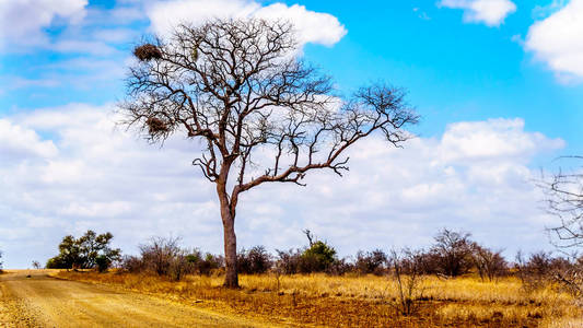 在南非 Letaba 难民营附近的克鲁格国家公园的一棵光秃秃的树上的大雕巢