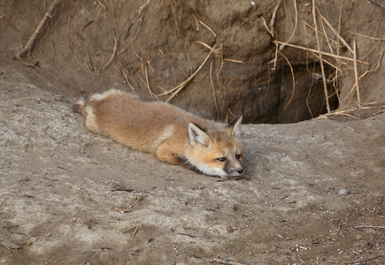 在巢穴外面的红狐仔图片