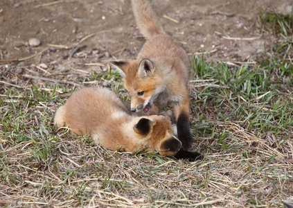 两只红狐狸幼崽在他们的巢穴外面玩耍