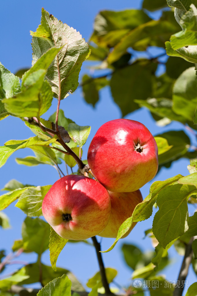 成熟的苹果.照片-正版商用图片02545k-摄图新视界
