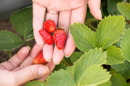妇女手与新鲜的草莓在庭院里收集了