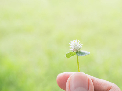 双手在模糊的绿色自然背景拿草花