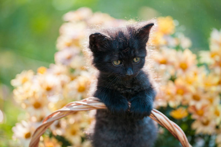 小黑猫坐在篮子与花庭院