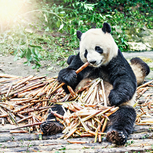 大熊猫吃竹子图片
