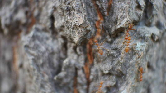 自然界中的蚂蚁模糊