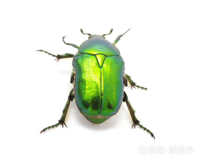 绿甲虫