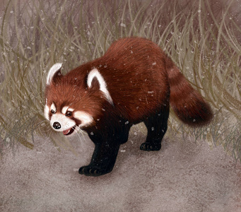 小熊猫火狐浏览器,小熊猫在成都,中国对繁殖火烈鸟红熊猫玩具,儿童