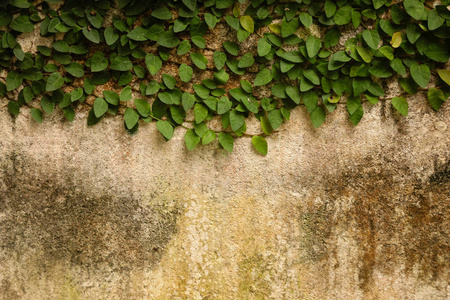 绿色植物在水泥墙壁为背景