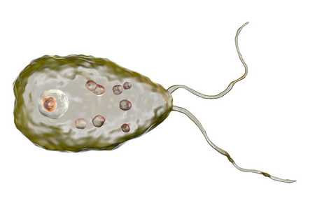 寄生虫 Naegleria fowleri 的鞭毛形态