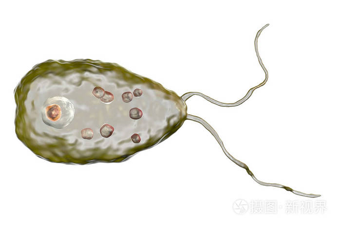 寄生虫 naegleria fowleri 的鞭毛形态
