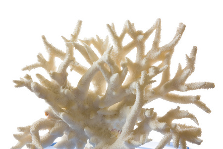 白色背景的珊瑚