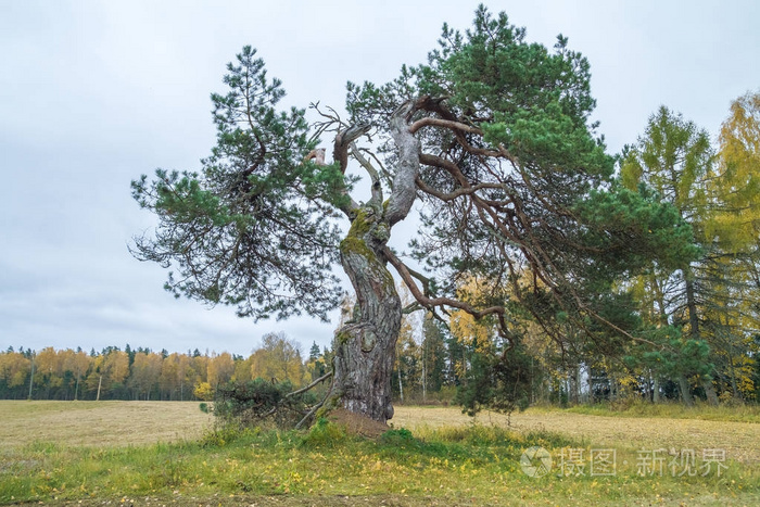 拉脱维亚的老松树