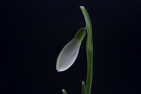 雪花莲春天开白花