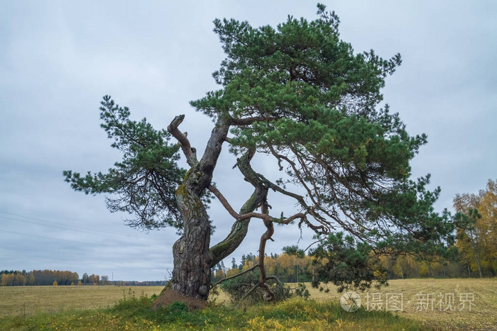 拉脱维亚的老松树