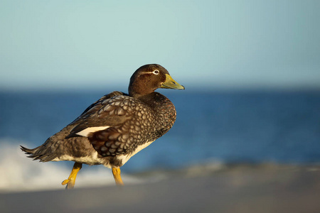 在沙滩上行走的福克兰蒸笼鸭