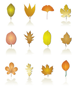 不同种类的树叶图标