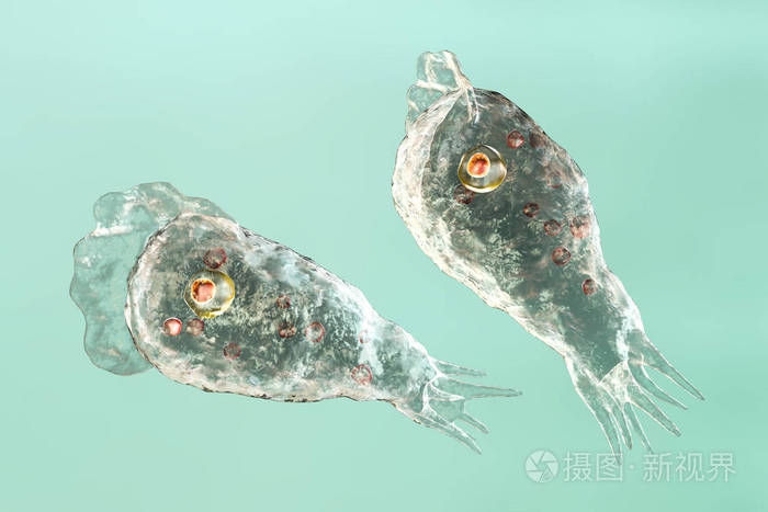 寄生虫naegleriafowleri的trophozite形态