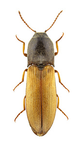 ustulatus agriotes