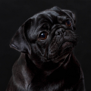 黑色哈巴狗图片