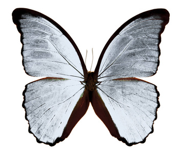 白色背景下的蝴蝶蝶