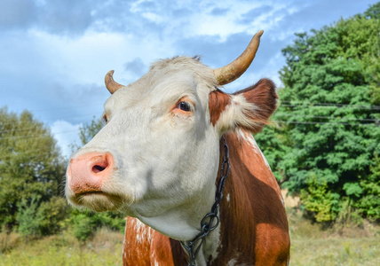 夏日草地上的牛奶牛柳 可爱耳朵令人惊讶