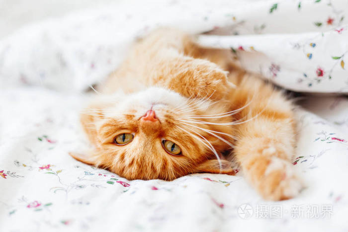可爱的姜猫躺在床上在毯子下面蓬松的宠物安顿睡着温馨的家庭背景与有