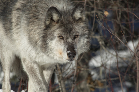加拿大的灰狼图片-加拿大的灰狼素材-加拿大的灰狼插画-摄图新视界