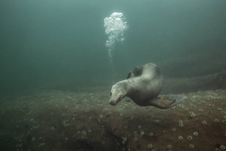 可爱的年轻海狮在水下吹气泡。照片拍摄于比岛, 不列颠哥伦比亚, 加拿大