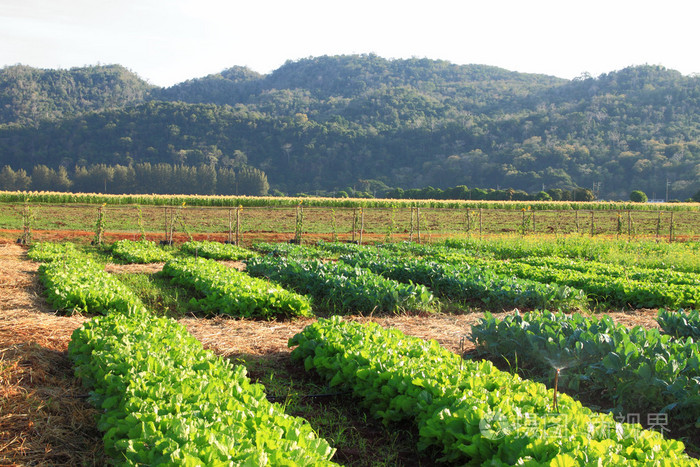 生菜农场照片-正版商用图片025v87-摄图新视界