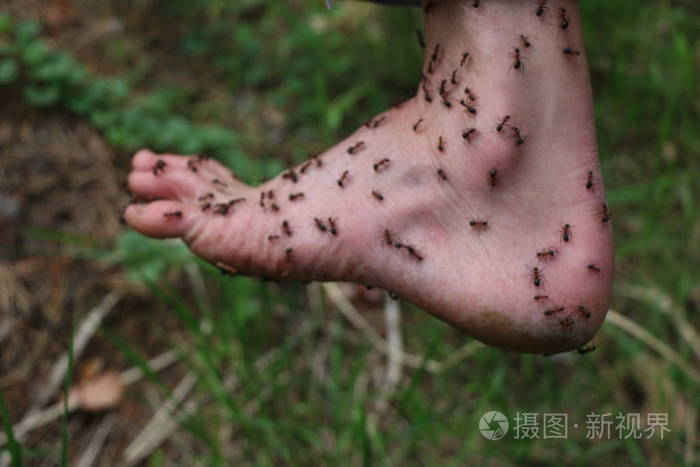 蚁的男人脚