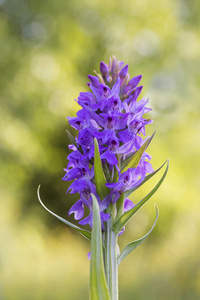 南沼泽兰花Dactylorhiza praetermissa