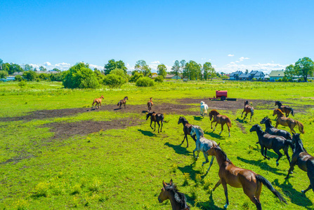 拉脱维亚马图片