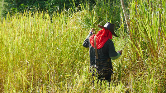 泰国农民在稻田中工作图片