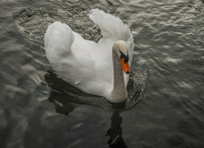在湖上的白天鹅, 克里米亚, 俄罗斯