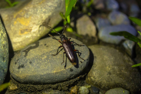 秘鲁国家公园2017年8月10日 秘鲁吉克国家公园亚马逊雨林中的褐甲虫昆虫