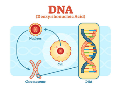 细胞染色体细胞核-染色体-dna, 医学向量图照片