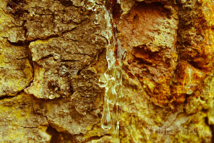 关闭的松树脂的一滴