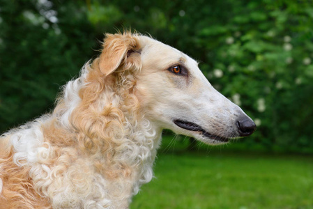 忧愁白狼猎狼犬俄罗斯白照片