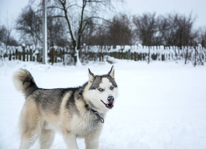 一只西伯利亚爱斯基摩犬在雪地里奔跑