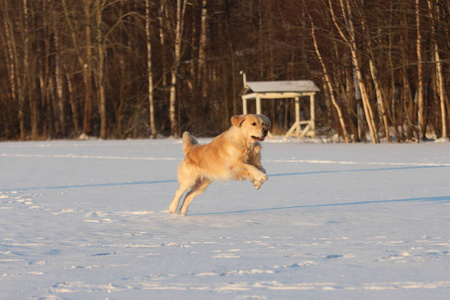 金毛猎犬正在运行。冬天
