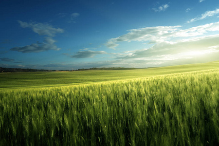 在意大利的托斯卡纳，小麦的绿色田野