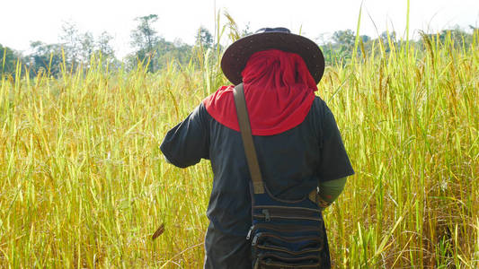 泰国农民在稻田中工作