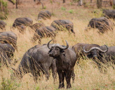 君子兰水牛在稀树草原在津巴布韦, 南非