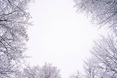 从寒冷的冬季天空的底部, 树木在雪地的树枝的看法