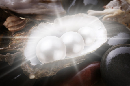 三个珍珠中的外壳上湿鹅卵石的形象
