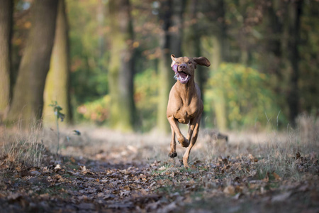 匈牙利猎犬在秋天的时间