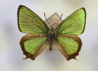 奇妙的绿色 Hairstreak Thermozephyrus ataxus 男性孤立